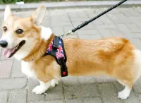 Нейлонова шлейка жилет для вигулу собак, цуценят Dog Harness Set нагрудний регульований ремінь для тварин з грудним обхватом для домашніх вихованців
